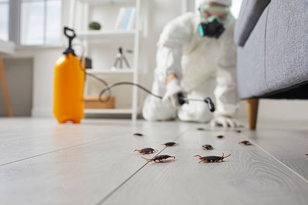 Commercial Rodent Management in Northglenn